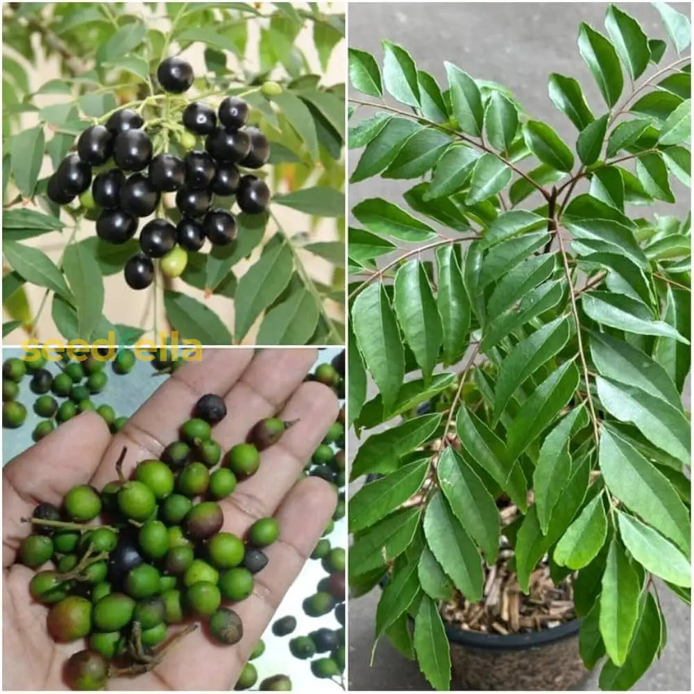 Curry Leaf seeds Murraya koenigii ornamental foliage