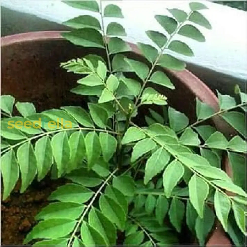 Curry Leaf seeds planting and germination guide