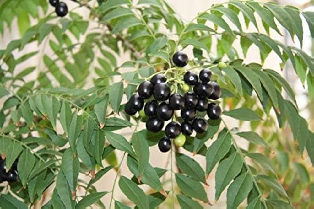 Curry Leaf plant white flowers attracting pollinators