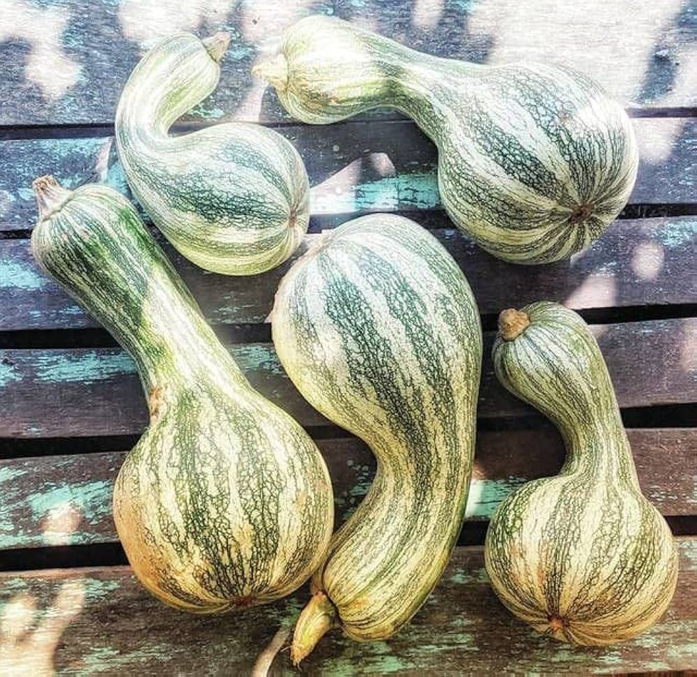 Cushaw heirloom pumpkin seeds