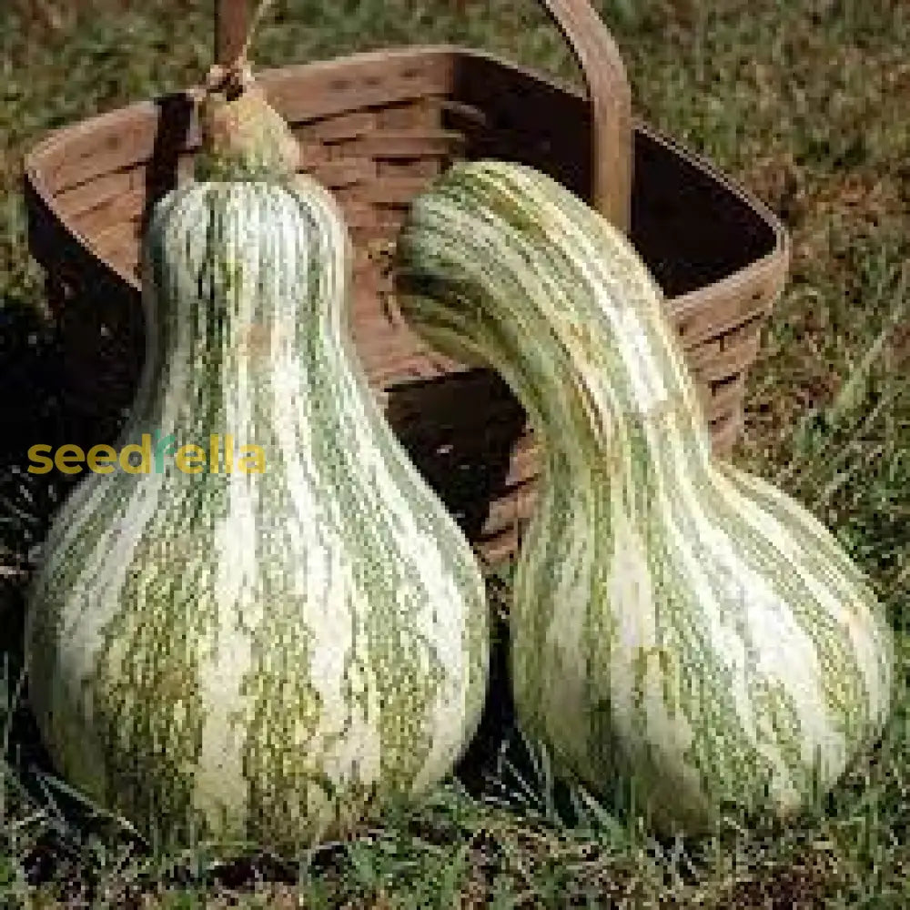 Cushaw Pumpkin Seeds For Easy Planting Vegetable Seeds