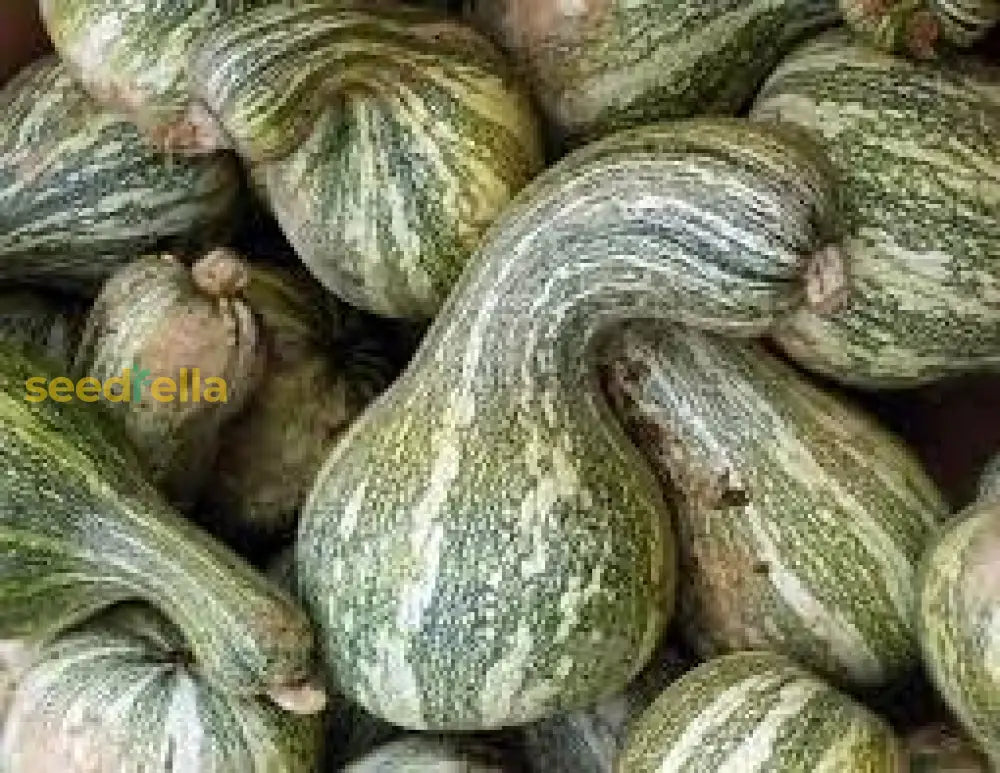 Cushaw Pumpkin Seeds For Easy Planting Vegetable Seeds