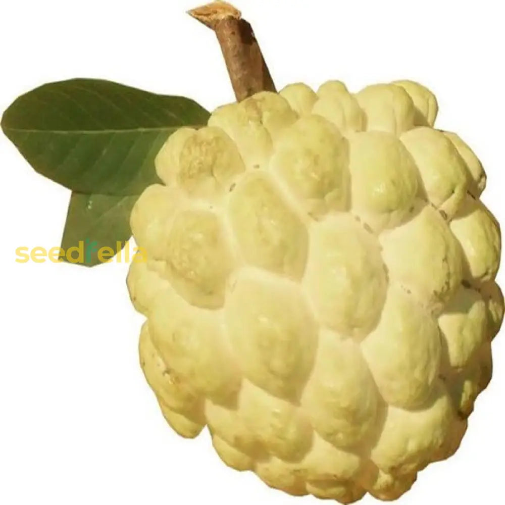 Custard Apple Fruit Growing on Tree Branch