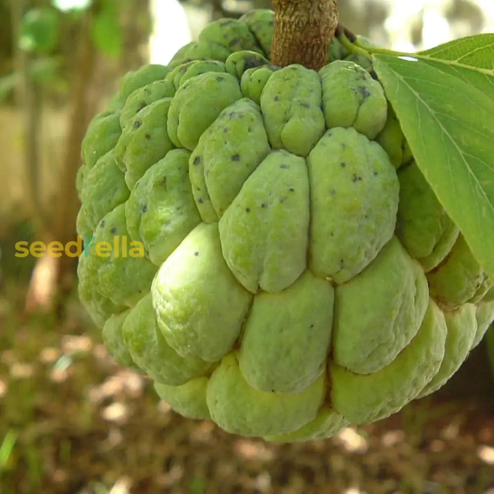 Custard Apple Seeds For Home Garden Planting  Sweet Tropical Fruit