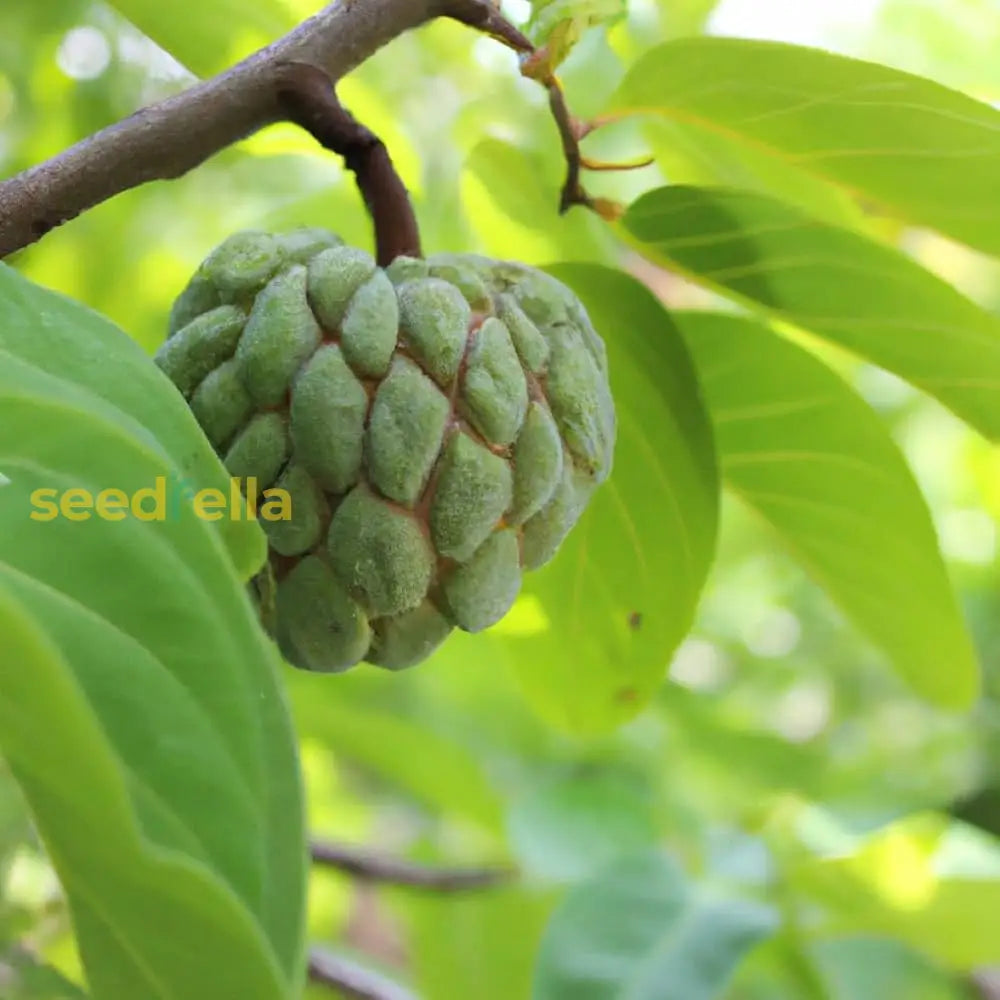 Custard Apple Seeds For Home Garden Planting  Sweet Tropical Fruit