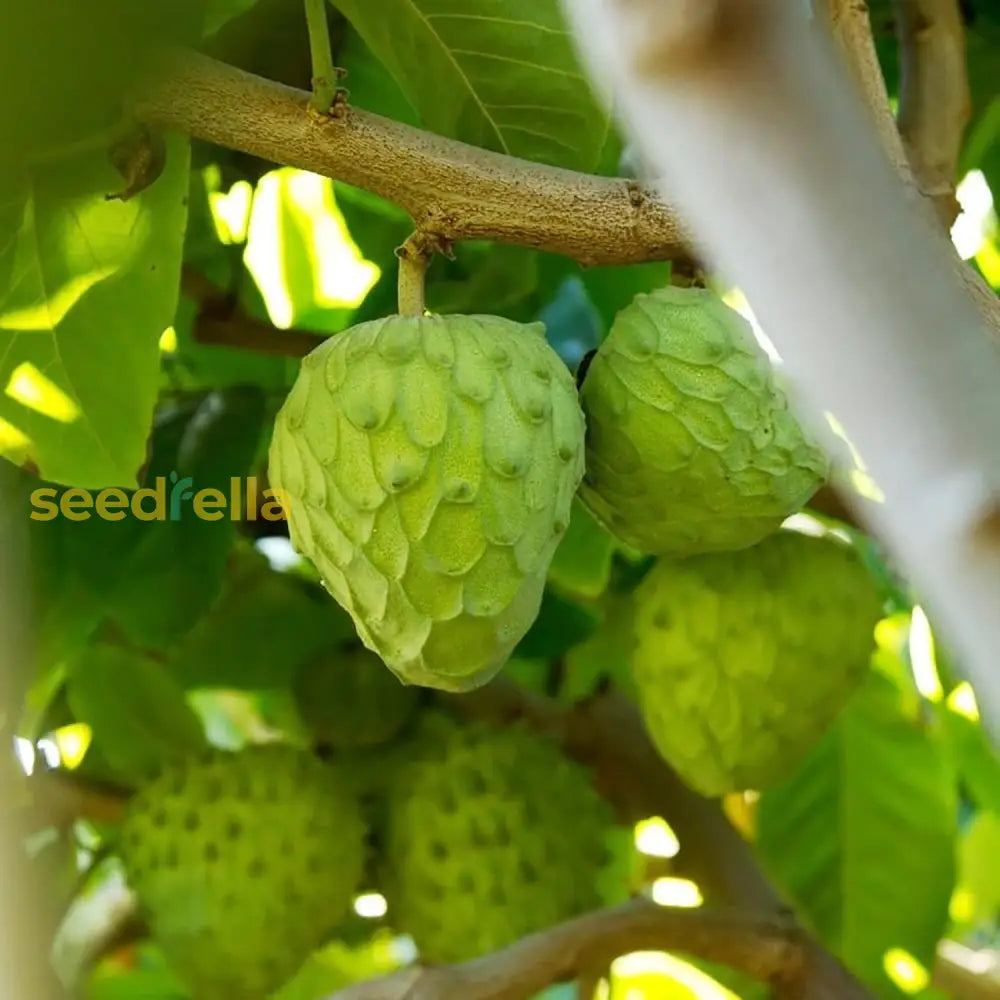 Custard Apple Seeds For Planting Cherimoya Fresh Non-Gmo Tropical Fruit Tree Home Garden Bonsai