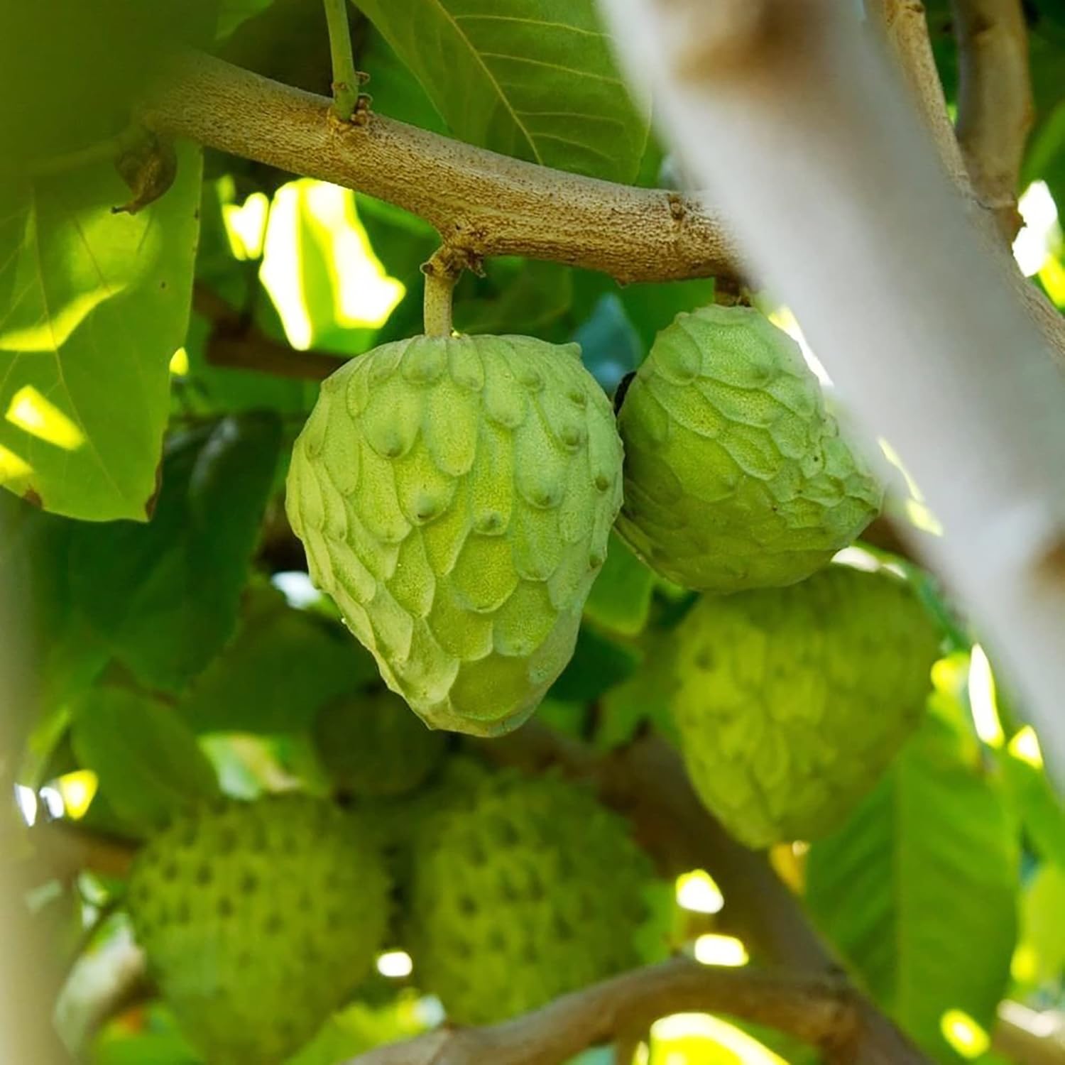 Cherimoya Tree Growing in Garden, Healthy Tree with Ripe Fruit