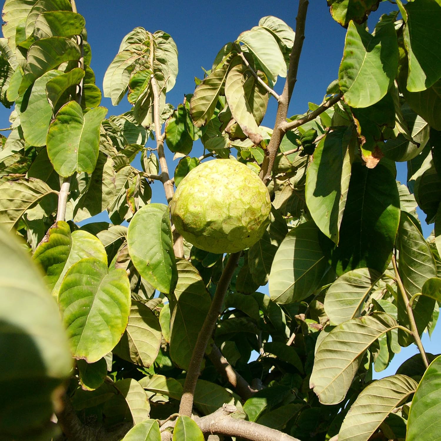 Cherimoya Tree Growing in Garden, Healthy Tree with Ripe Fruit