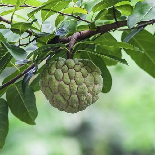Custard Apple Seeds – Sugar Apple Non-GMO Tropical Garden Tree