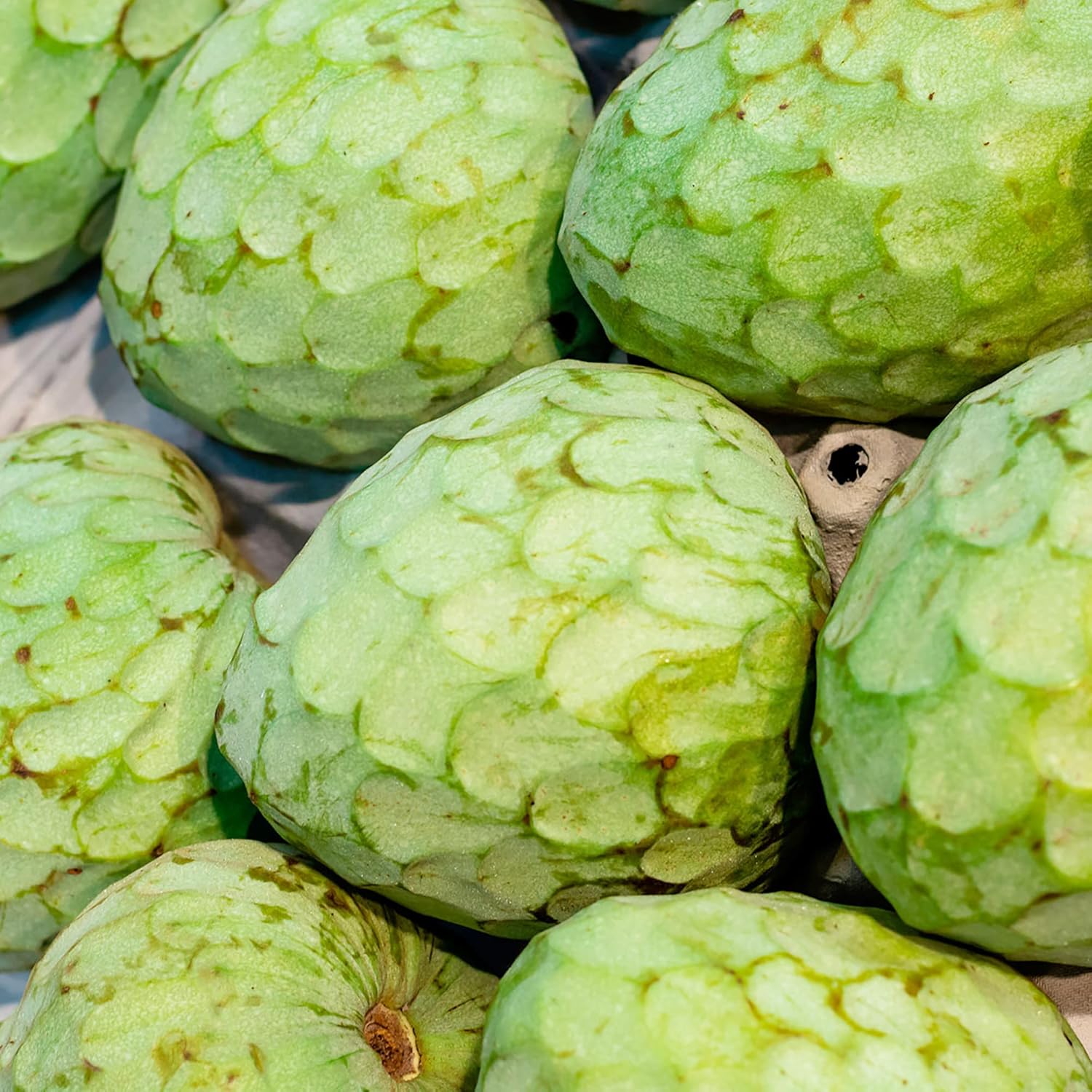 Step-by-Step Planting Instructions for Custard Apple (Cherimoya) Seeds