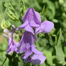 Fresh Lavender Sweet Pea Flowers for Bouquets
