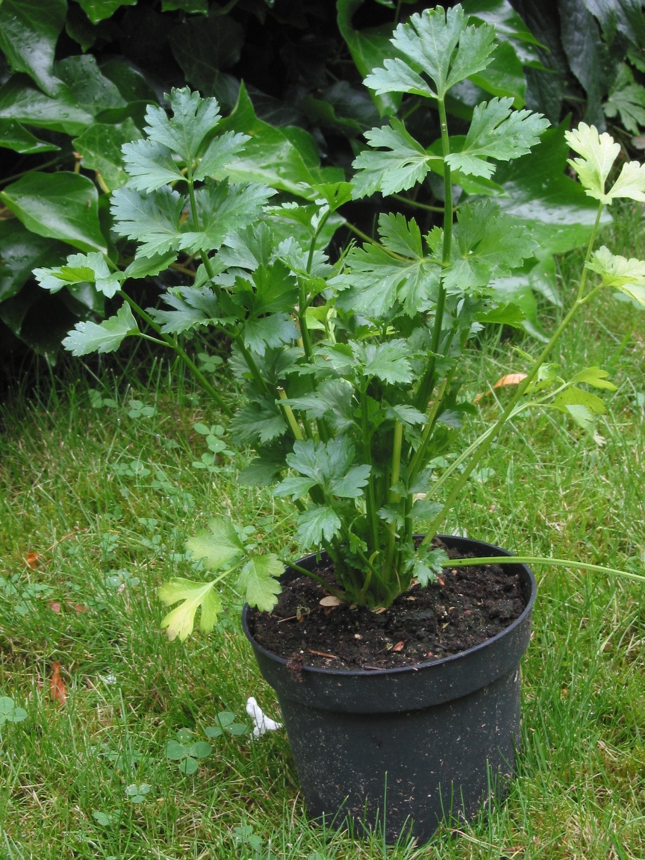 Cutting Leaf Celery seeds thriving in container and patio gardens
