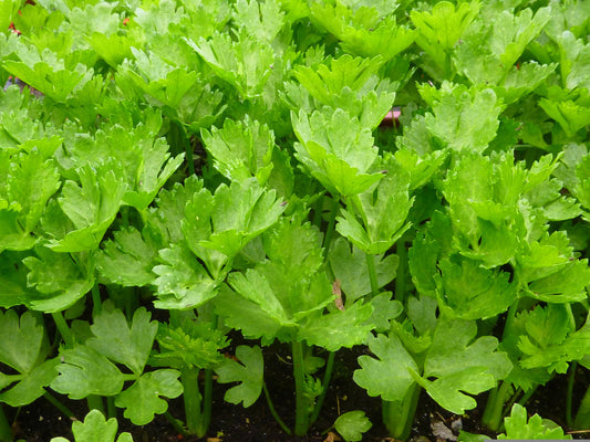 Cutting Leaf Celery seeds with complete planting and growing guide