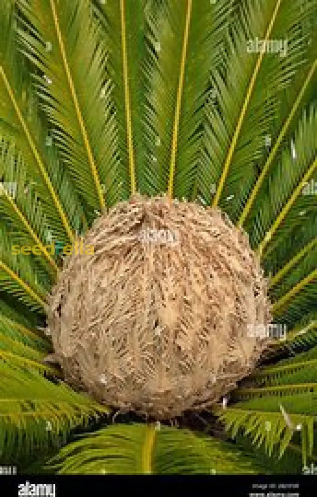 Cycas Plant Seeds For Easy Planting Seeds