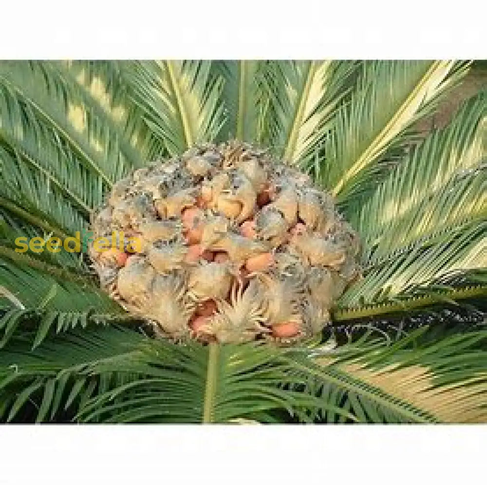 Cycas Plant Seeds For Easy Planting Seeds