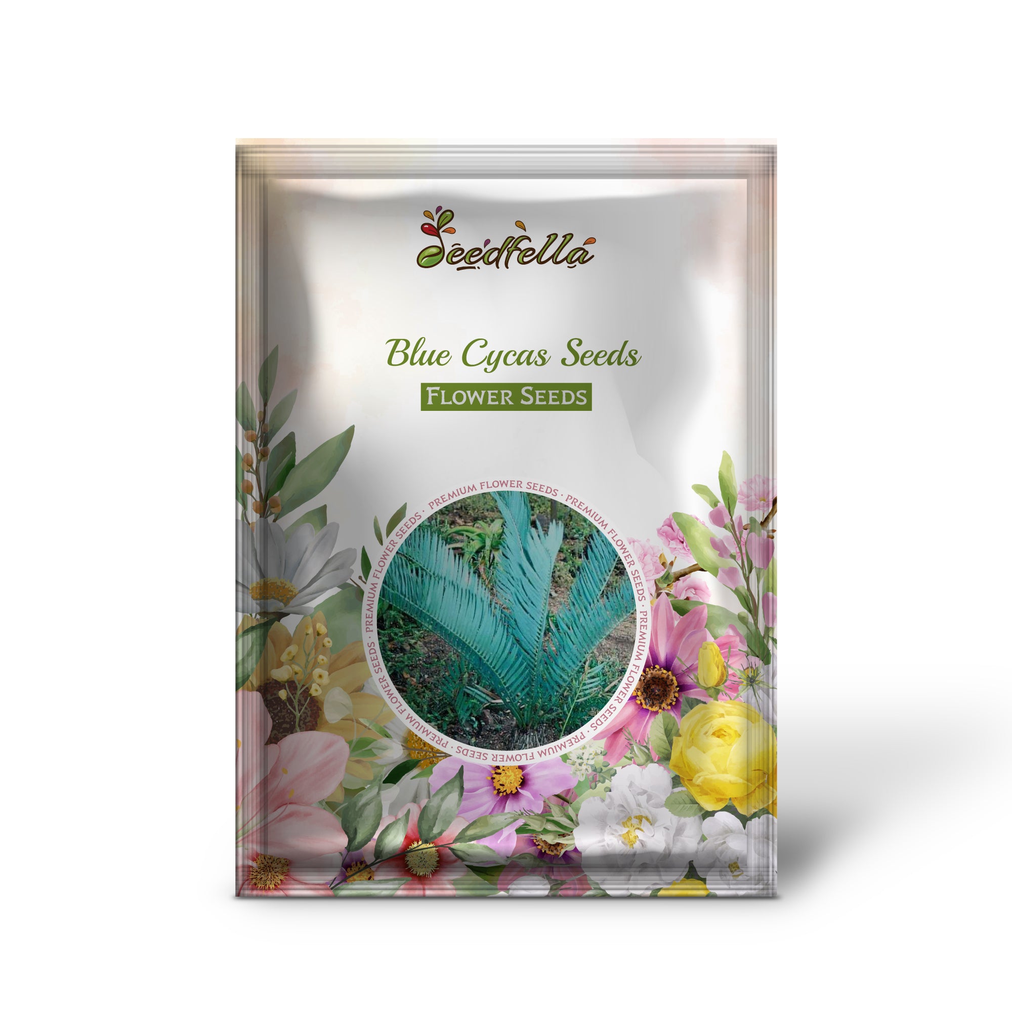 Blue foliage Cycas seeds for home gardening
