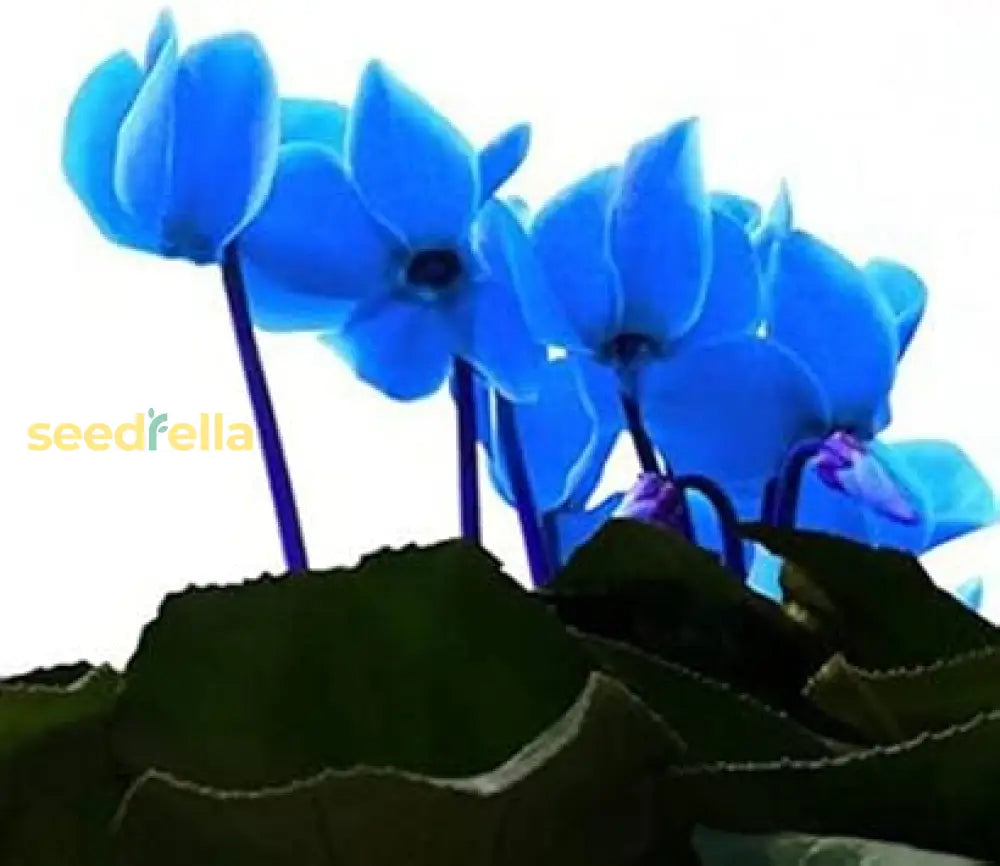 Cyclamen Blue Flower Seeds For Planting - Stunning Perennial Blooms