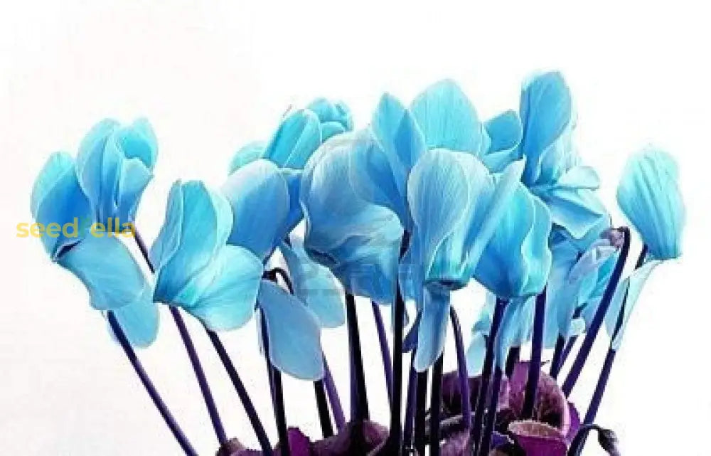 Cyclamen Blue Flower Seeds For Planting - Stunning Perennial Blooms