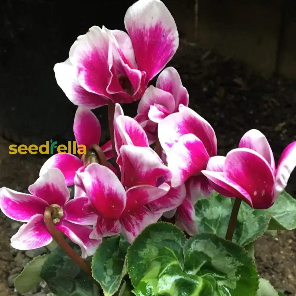 Cyclamen Flower Seeds For Planting - Purple & White | Beautiful Seasonal Blooms