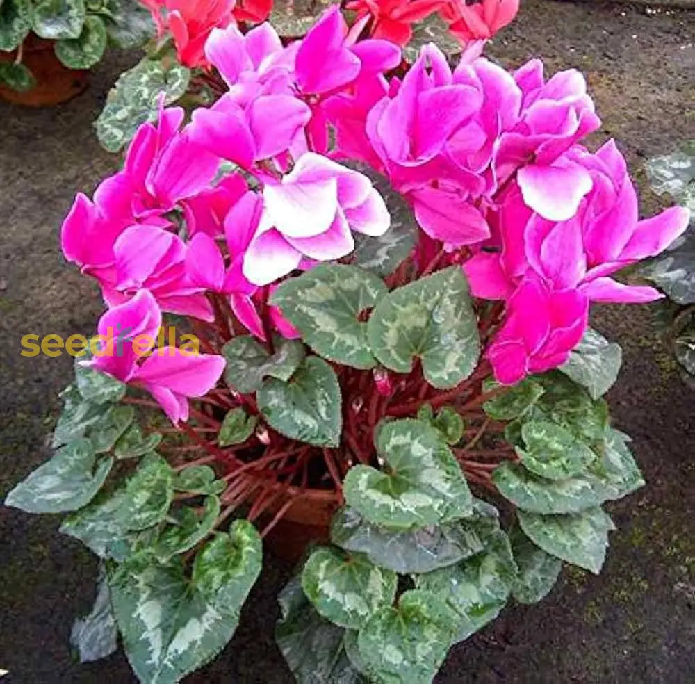 Cyclamen Flower Seeds For Planting - Purple & White | Beautiful Seasonal Blooms