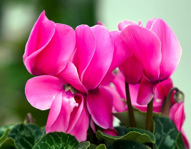 Cyclamen Flower Seeds