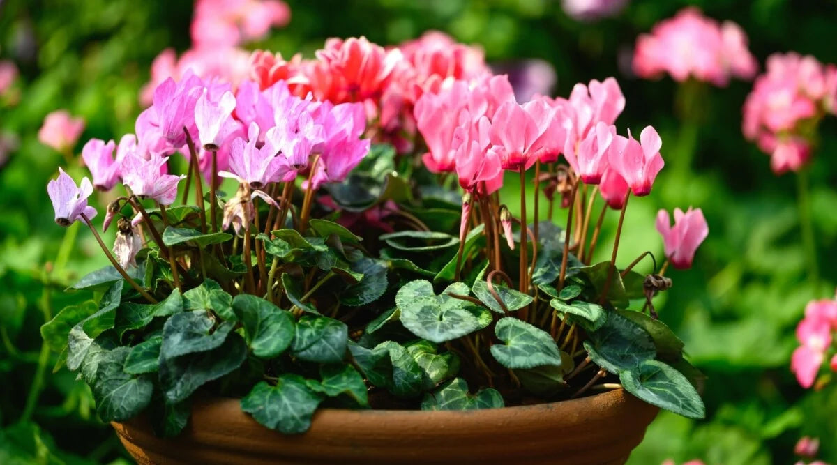 Step-by-step guide for growing Cyclamen seedlings
