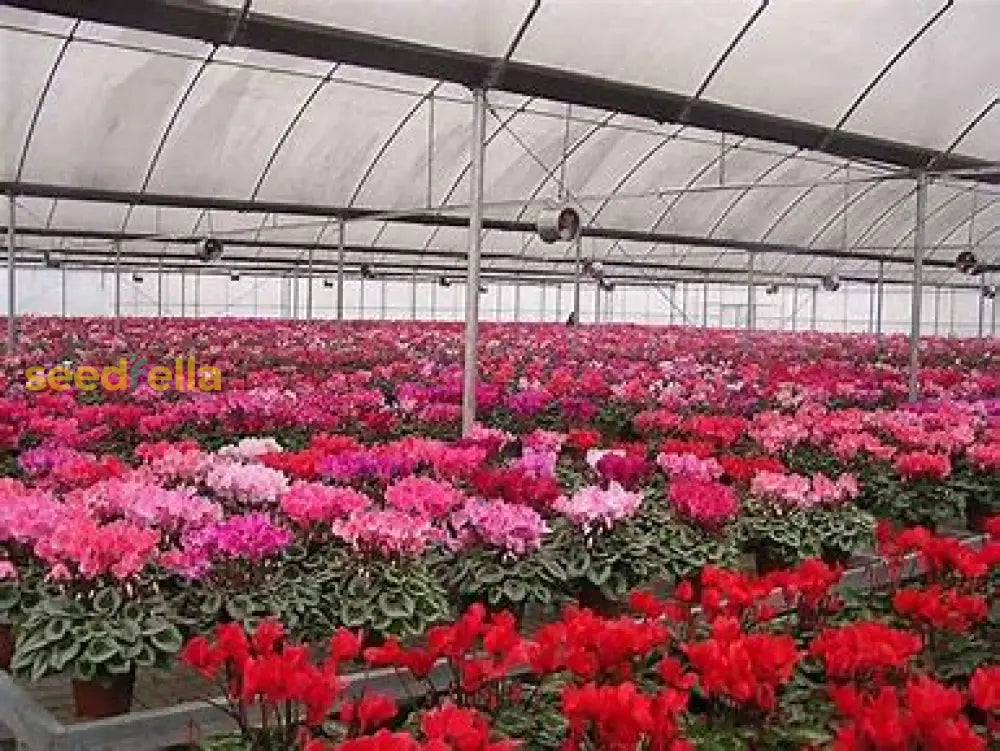 Cyclamen Seeds For Planting: Easy-To-Grow Flower