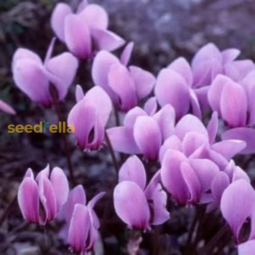 Cyclamen Seeds: Violet Flower Planting Seeds