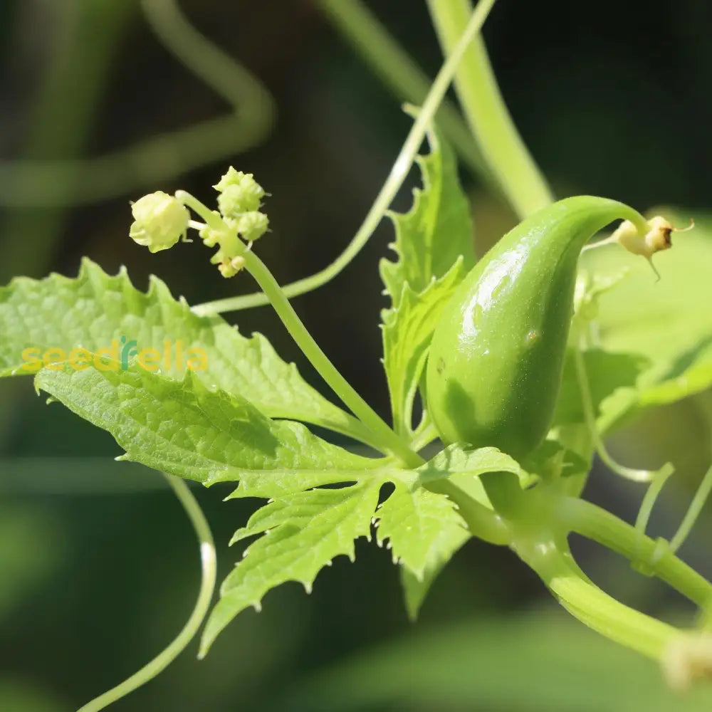Cyclanthera seeds for planting in home gardens