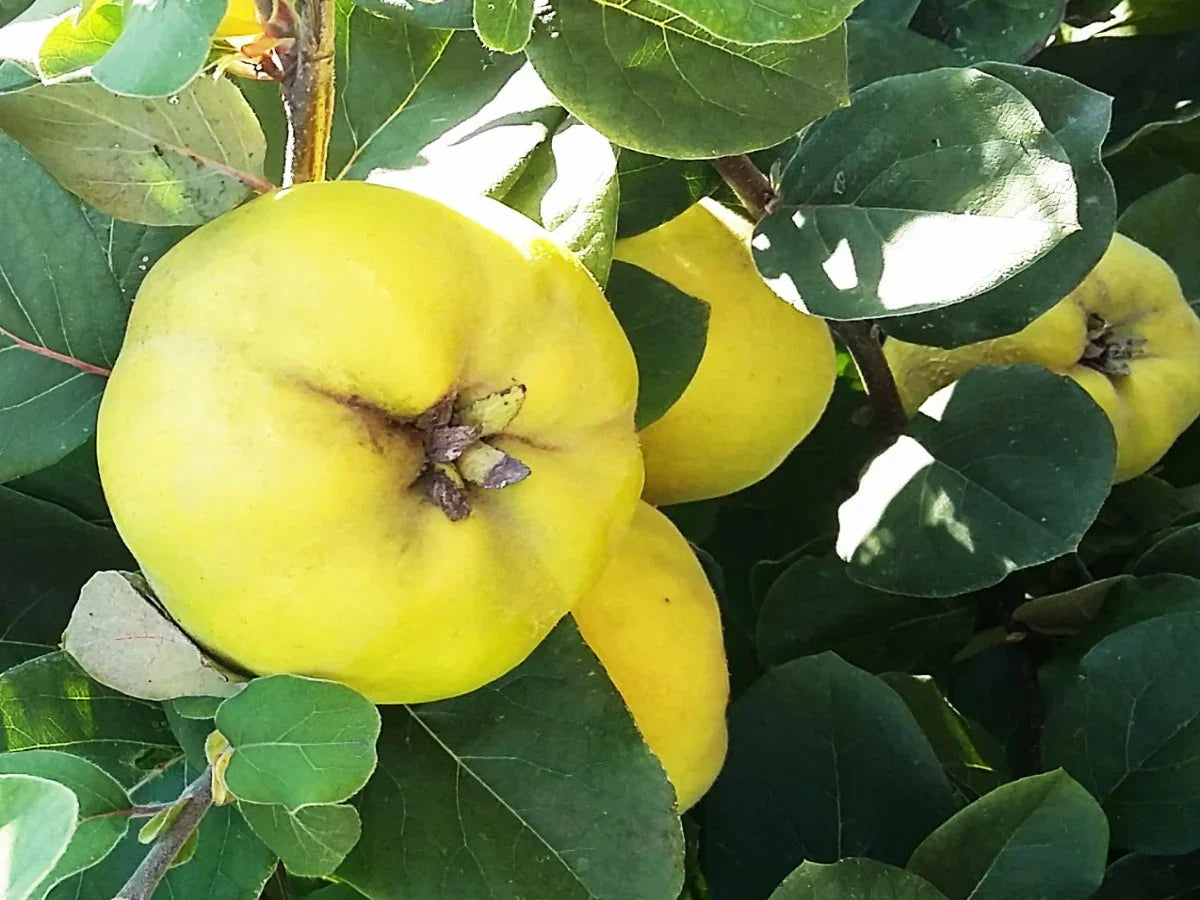 Cydonia Pome seed germination and planting guide