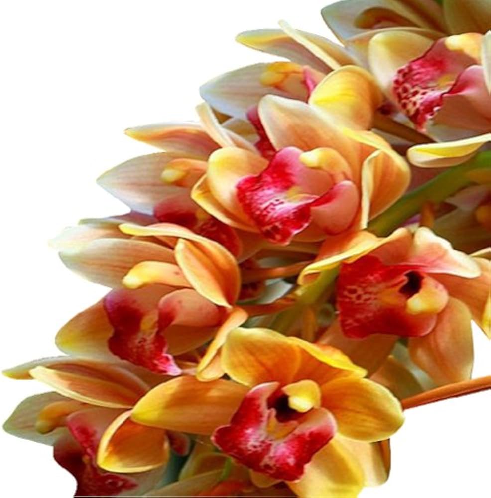 Close-up of Cymbidium Maxillaria Goeringii white flowers