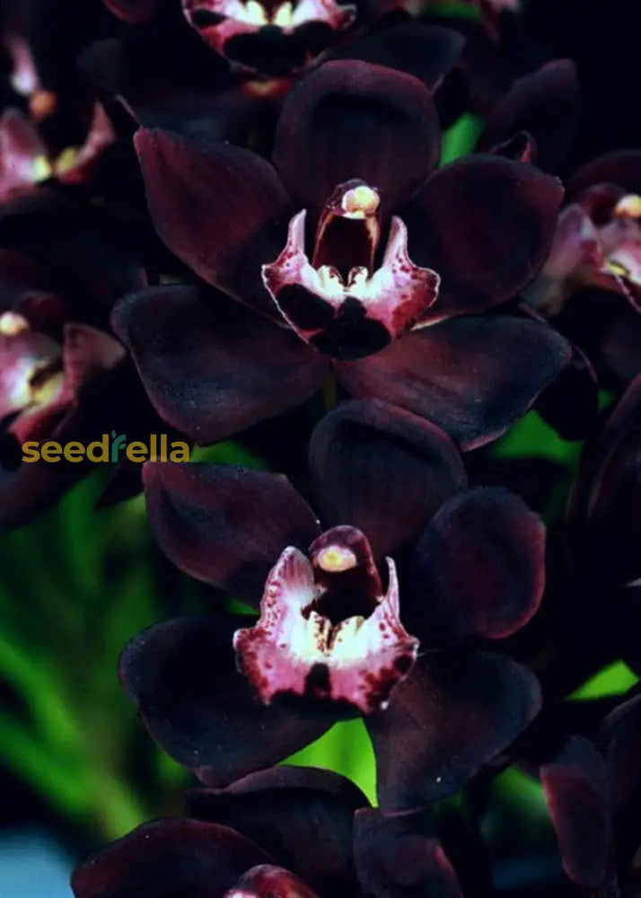 Cymbidium Faberi Black Seeds For Easy Planting Flower