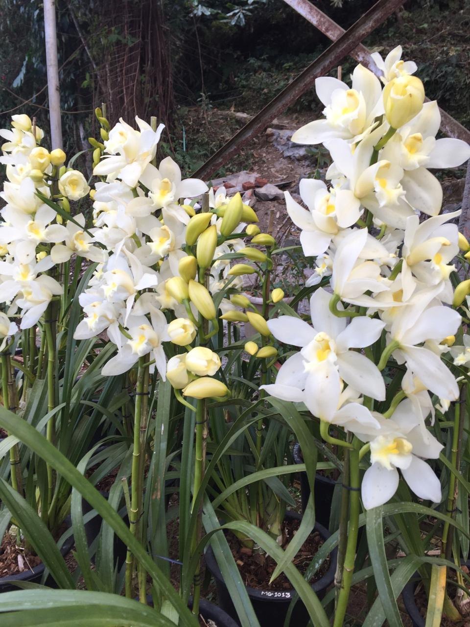 Cymbidium Maxillaria Goeringii seeds sprouting young plants