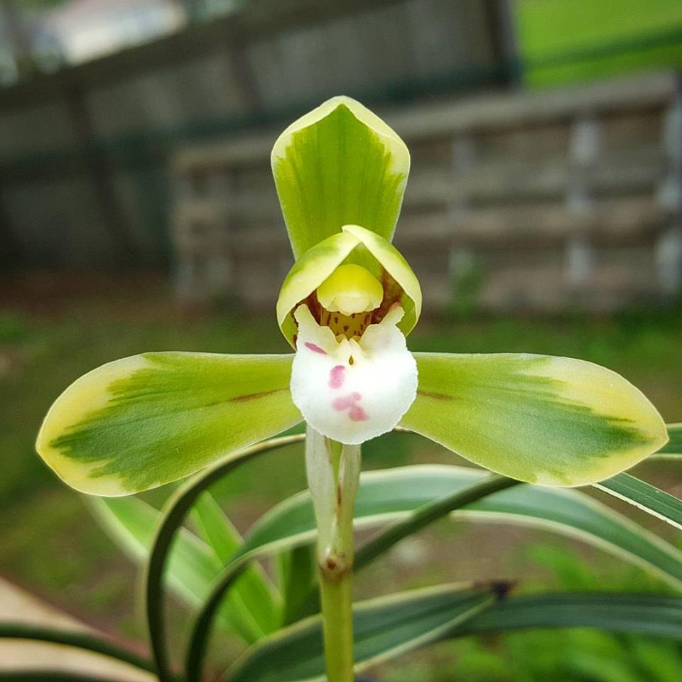 Cymbidium Maxillaria Goeringii Lime Green Orchid Seeds for Planting