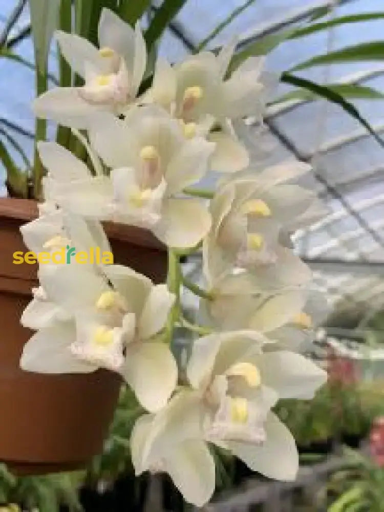 Cymbidium Maxillaria Goeringii Plant Seeds For Planting - Elegant White Blooms In Your Garden Flower