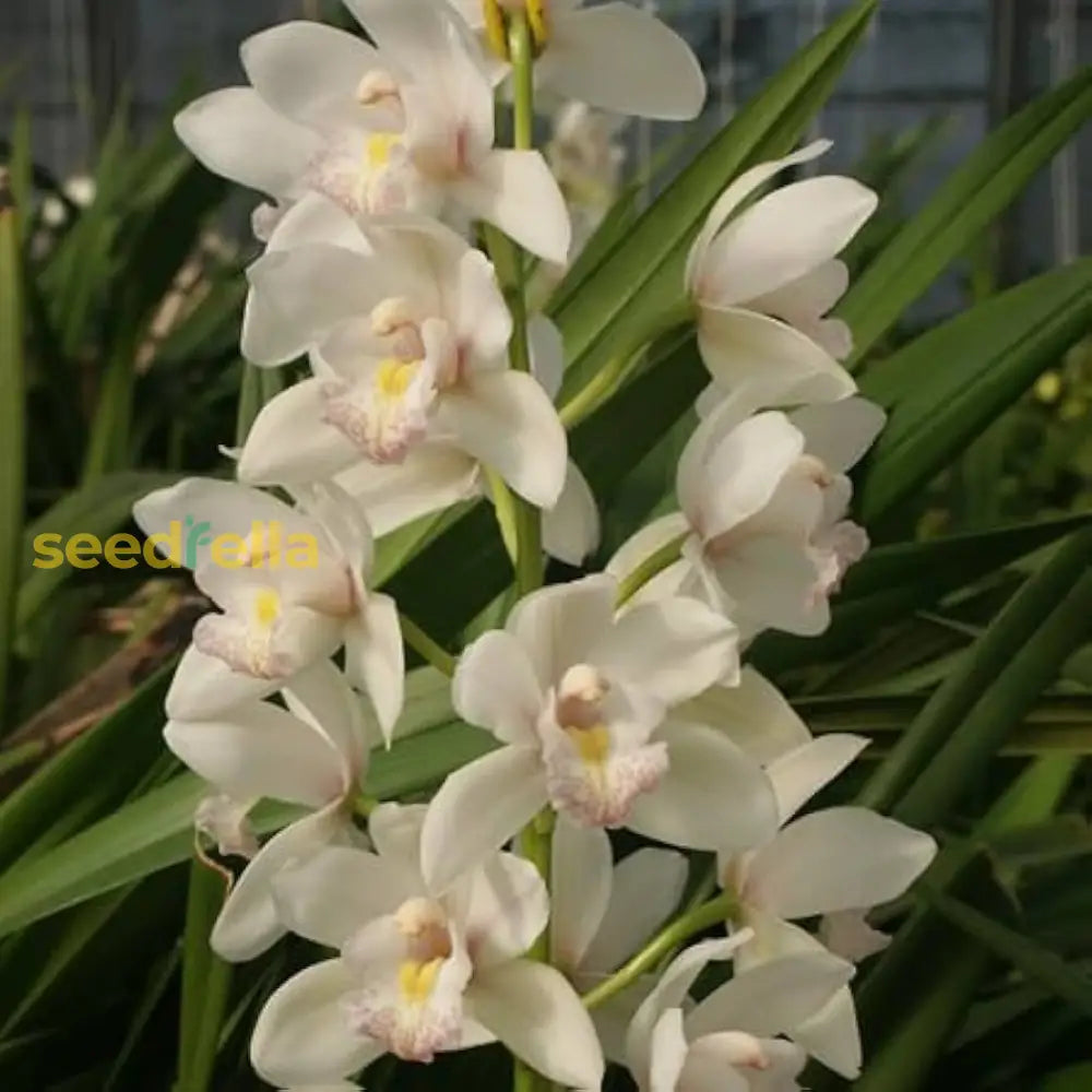 Cymbidium Maxillaria Goeringii Plant Seeds For Planting - Elegant White Blooms In Your Garden Flower