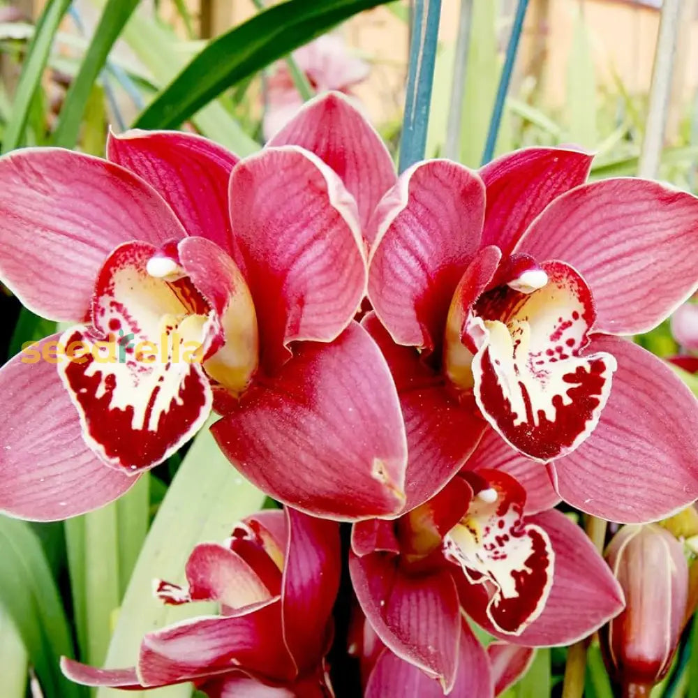 Cymbidium Maxillaria Goeringii Plant Seeds For Planting Red - To Cultivate Exotic Cymbidiums A