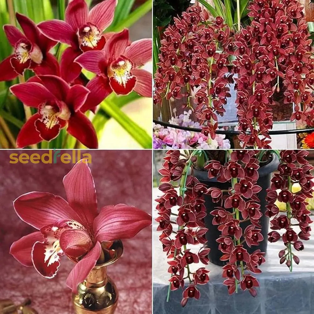 Cymbidium Maxillaria Goeringii Plant Seeds For Planting Red - To Cultivate Exotic Cymbidiums A