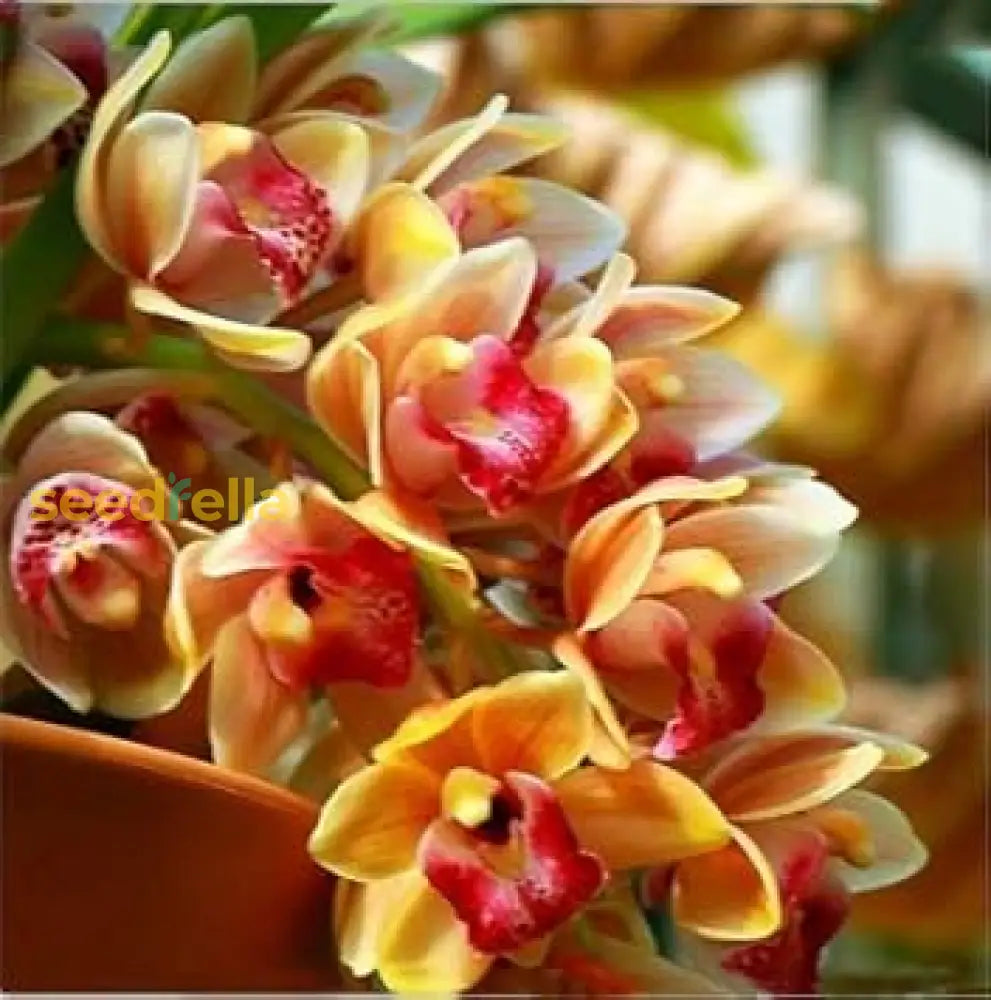 Cymbidium Maxillaria Goeringii Plant Seeds For Yellow Planting - Seed Vibrant White Blooms In Your