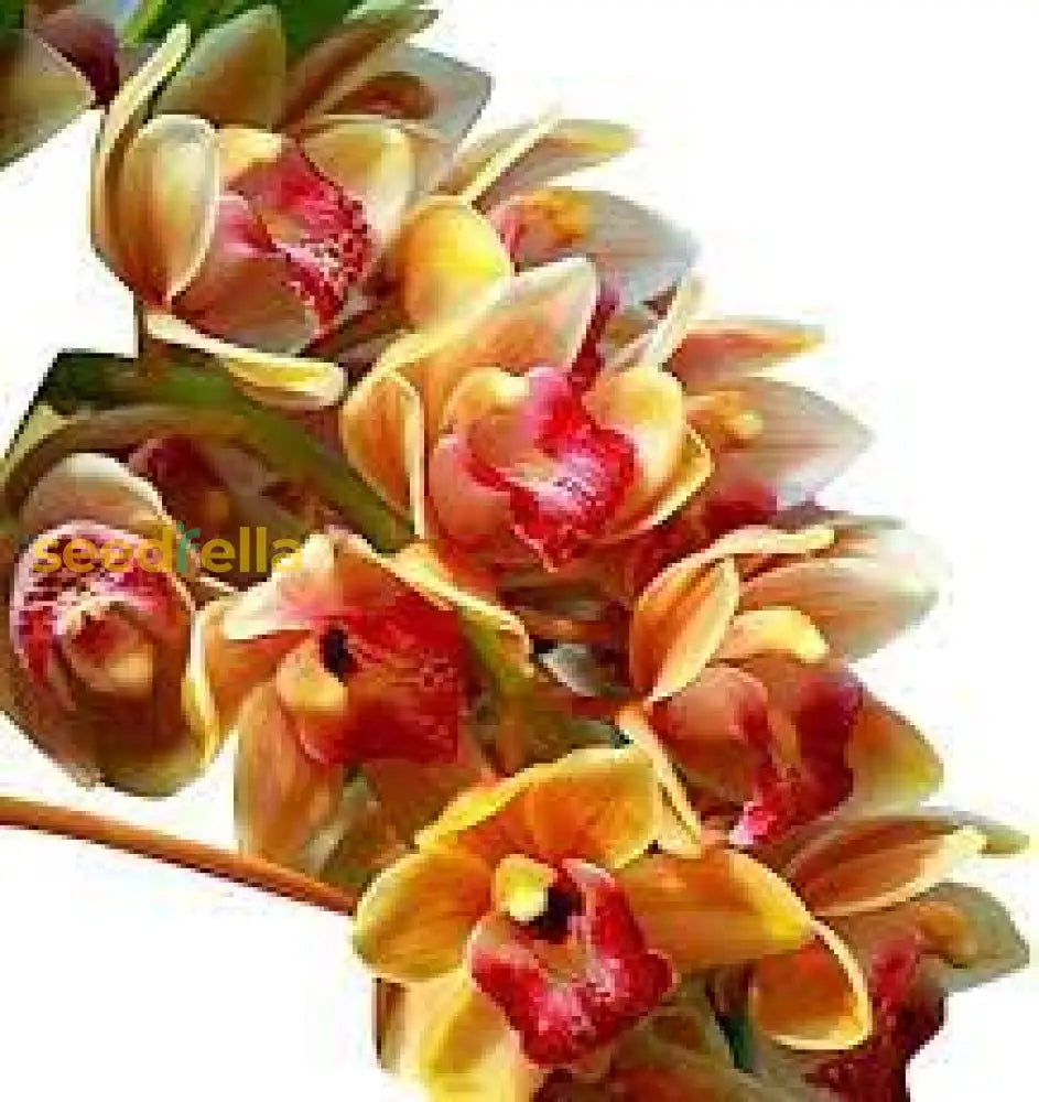 Cymbidium Maxillaria Goeringii Plant Seeds For Yellow Planting - Seed Vibrant White Blooms In Your