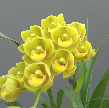 Cymbidium Maxillaria Goeringii Seeds for Planting