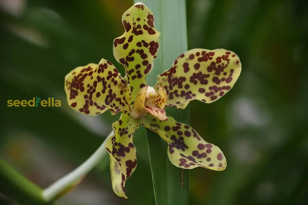 Cymbidium Orchid Flower Seeds For Planting  Cultivating Beautiful Blooms In Your Garden