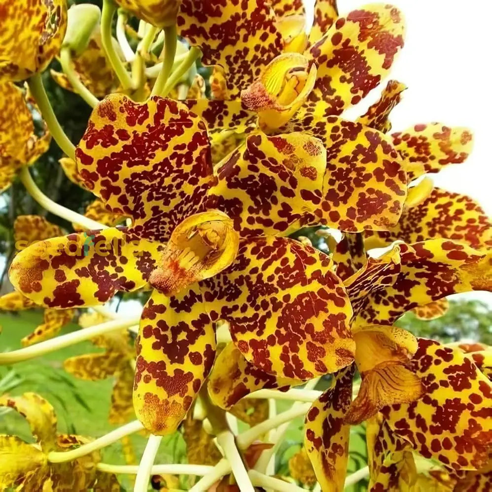 Cymbidium Orchid Flower Seeds For Planting  Cultivating Beautiful Blooms In Your Garden