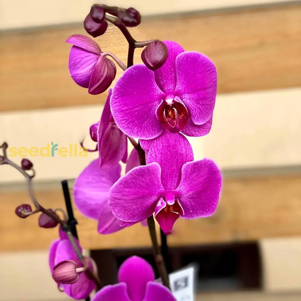 Cymbidium Orchid Seeds Fragrant Great For Beginner Hardy Easy To Care Cut Flower Container Indoor