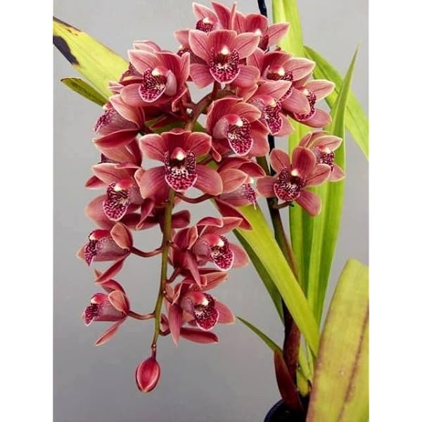 How to Grow Cymbidium Maxillaria Goeringii