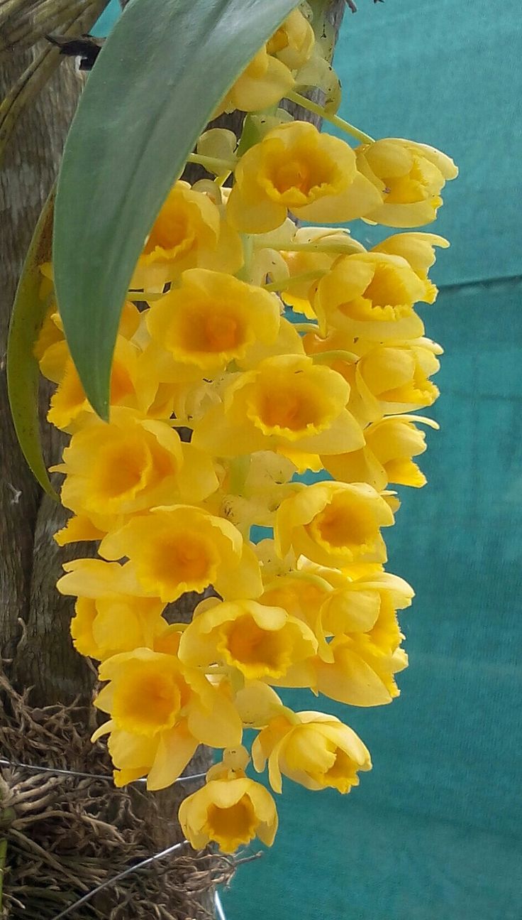 How to Grow Cymbidium Maxillaria Goeringii Orchids