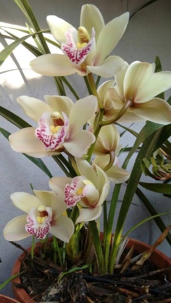 Cymbidium White Violet Seeds For Planting