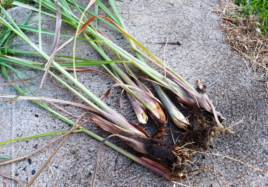 Cymbopogon citratus Lemongrass growing in containers