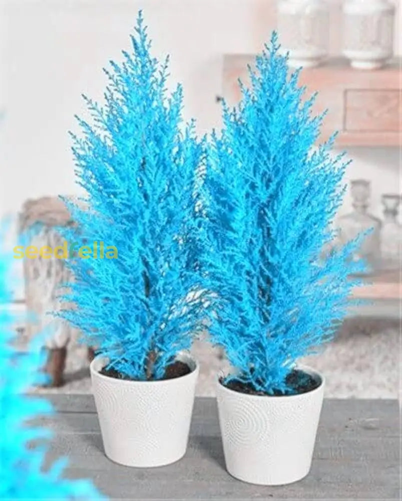 Cypress Platycladus Plant Seeds For Planting Sea Blue - Enhance Your Garden With Stunning Trees Seed