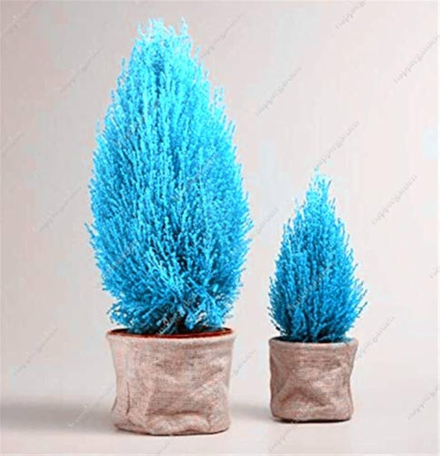 Cypress Platycladus Sea Blue Seeds for Planting